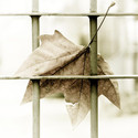 Doug Sparling - If I Could Have Said Goodbye by dougsparling