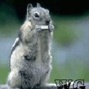 No Strings Attached by Wildgeas Music