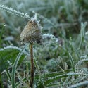 Frozen_psilocybin_large
