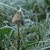 Frozen_psilocybin_small