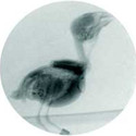 Xray1_large