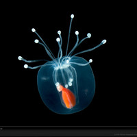 Translucent-hydromedusae-arndt-1151409-xl_album