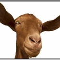 Eric the Goat by Wrinkled Shirt