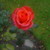 Pict0005_small