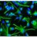Stem cells (1&2) by Wrinkled Shirt
