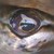 Esox