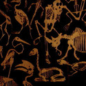 Kavin.'s Acoustic Church-Bones (RPM 2012) by kavin.