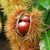 Chestnuts-2-1024x768_small