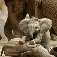 Dr Sandbags Musical Remedy by Mr Sandbags