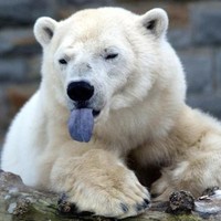 Polar-bear-tongue_album