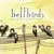 bellbirds