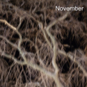 November by sinuata