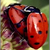 Picture_1_small